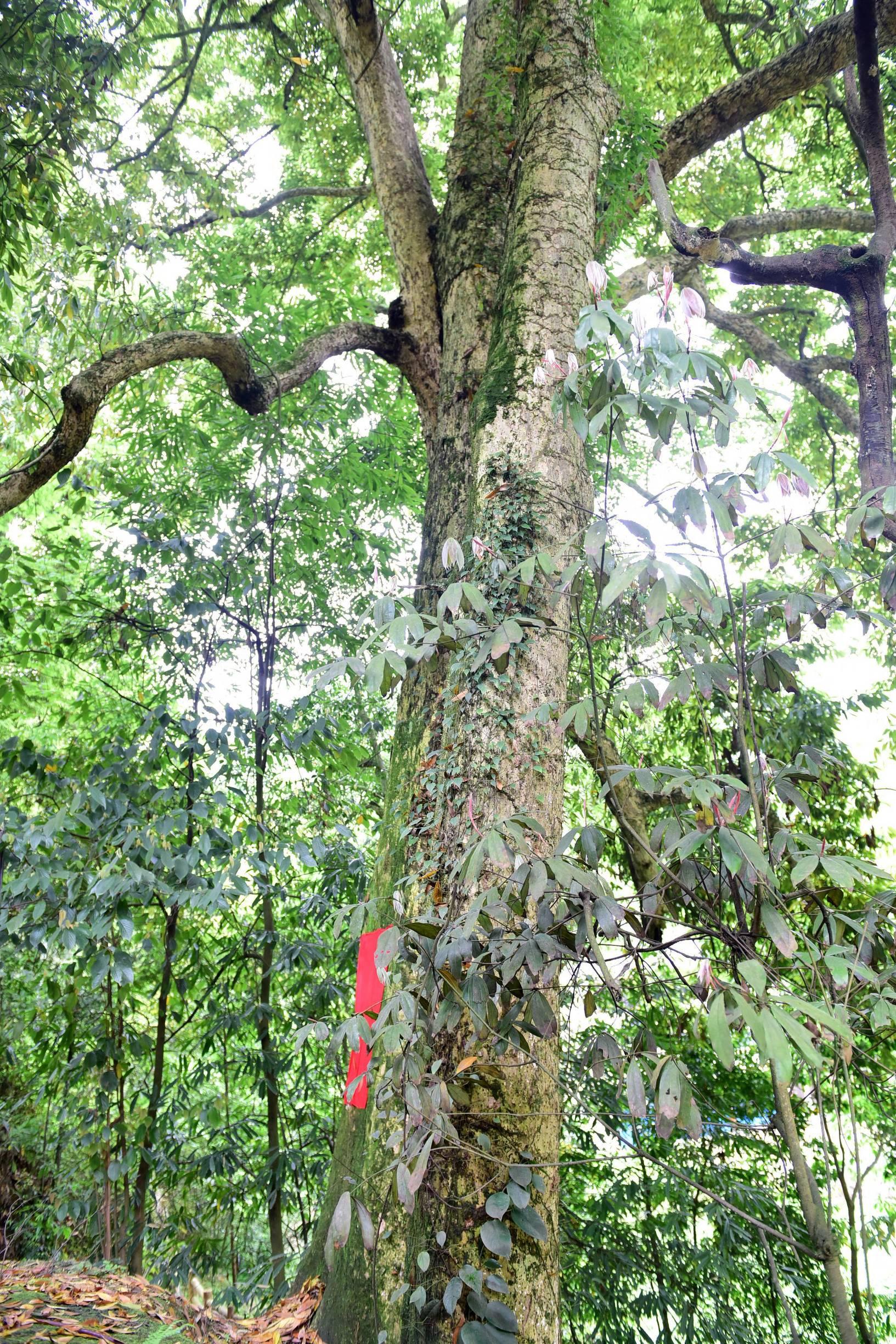 湖北——华夏文明的璀璨瑰宝